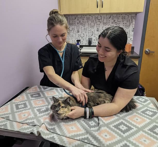 *** use only with articles about Kristen Scheller, DVM and Alyssa Corea, LVT of Mill Creek Veterinary Clinic, Charlottesville, Va.